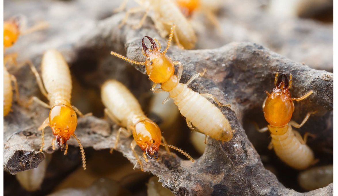 المنازل المنهارة ليست بسبب النمل الأبيض و…