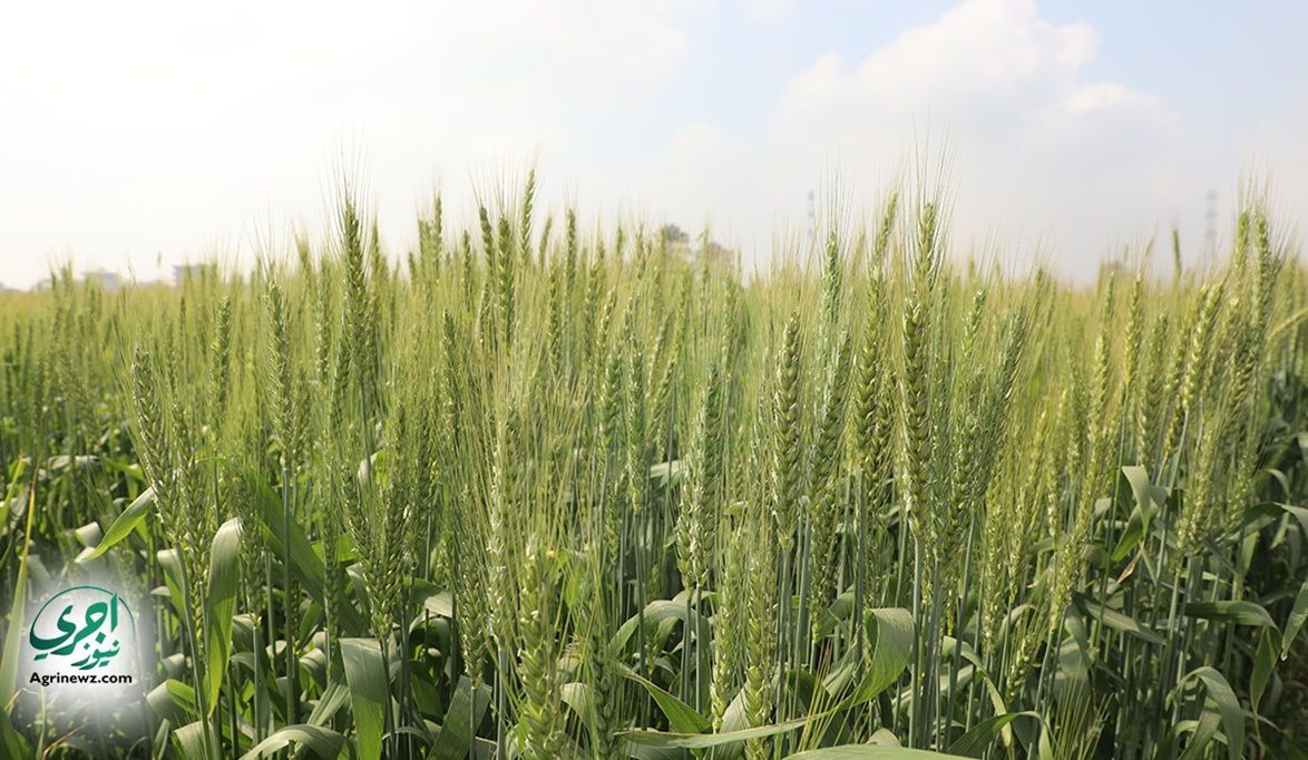 الزراعة تكشف توصيات جديدة لزيادة إنتاج القمح إلى 20 أردب للفد…