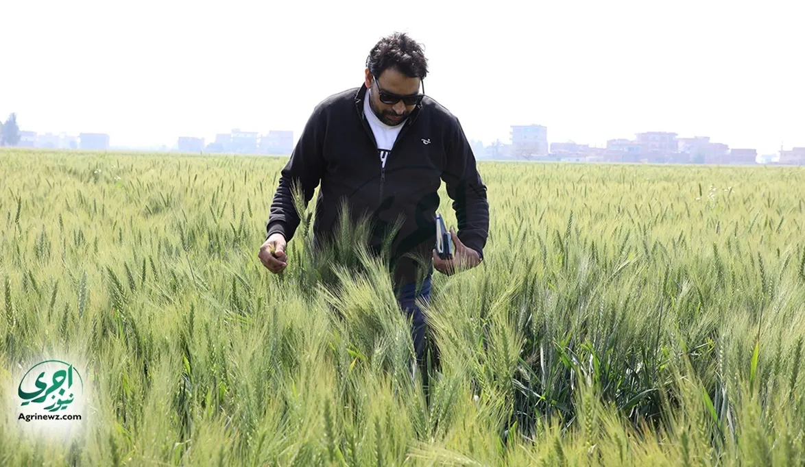 6تجنبوا الري وقت العواصف.. توصيات عاجلة من معهد المحاصيل لمزار…