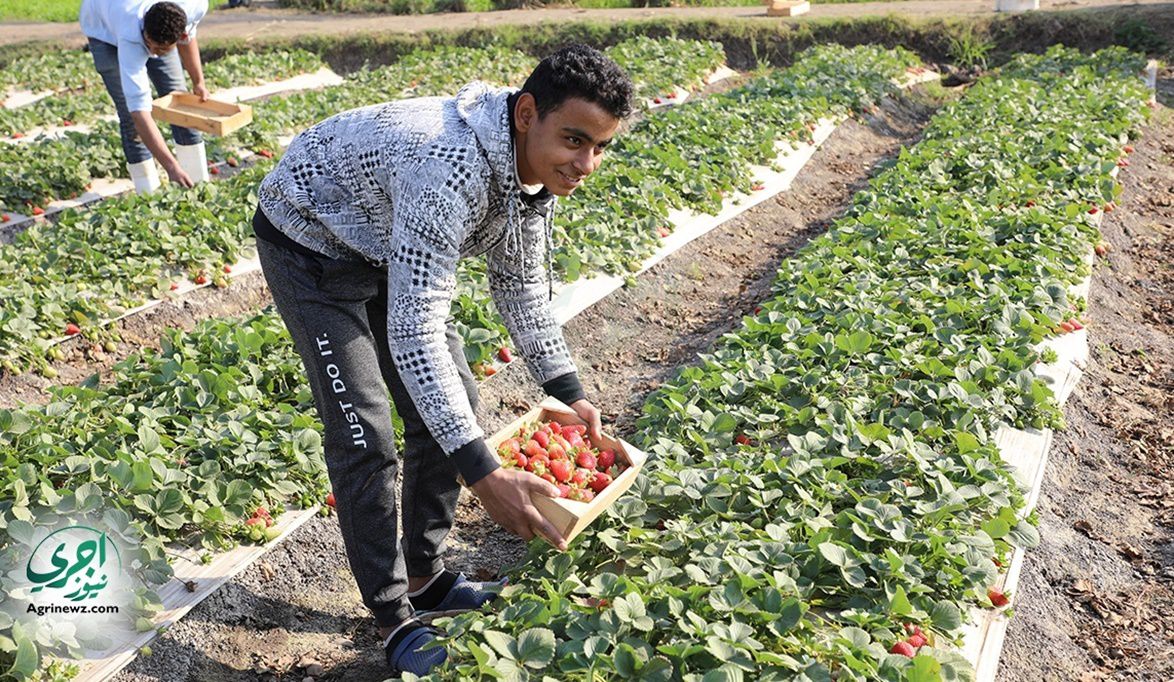 أزمة الفراولة.. مكاسب الأمس وخسائر اليوم ..الزراعة العشوائية ت…
