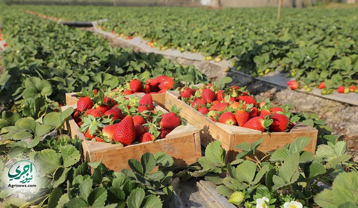 زيادة المعروض وتذبذب المناخ وراء الأزمة.. أول تعليق رسمي من ال…