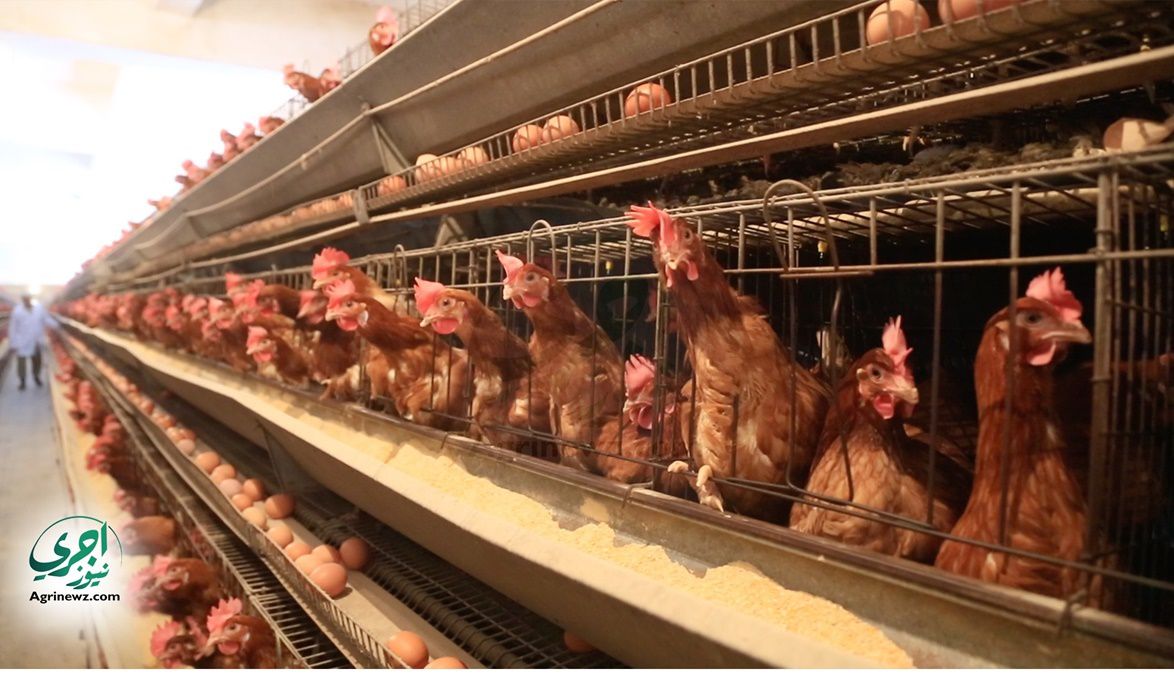 تحقيق الاكتفاء الذاتي الزراعة استثمارات الدواجن تتجاوز 200 م…