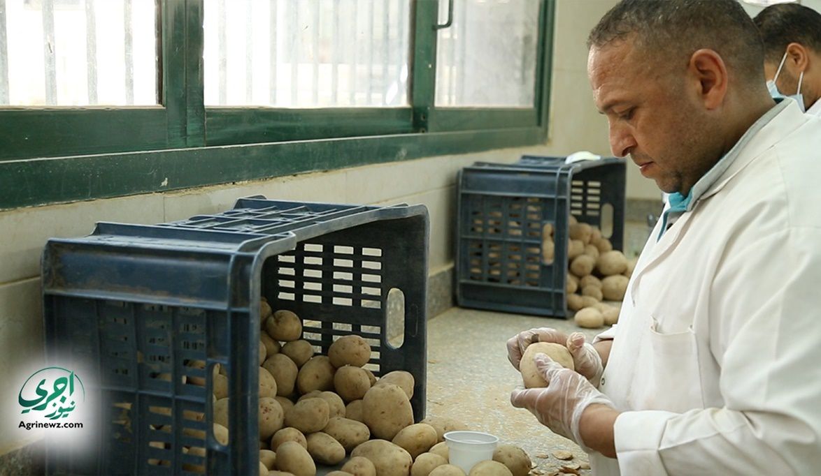 الزراعة البطاطس تحتل المركز الثاني في الصادرات.. وإجراءات صار…