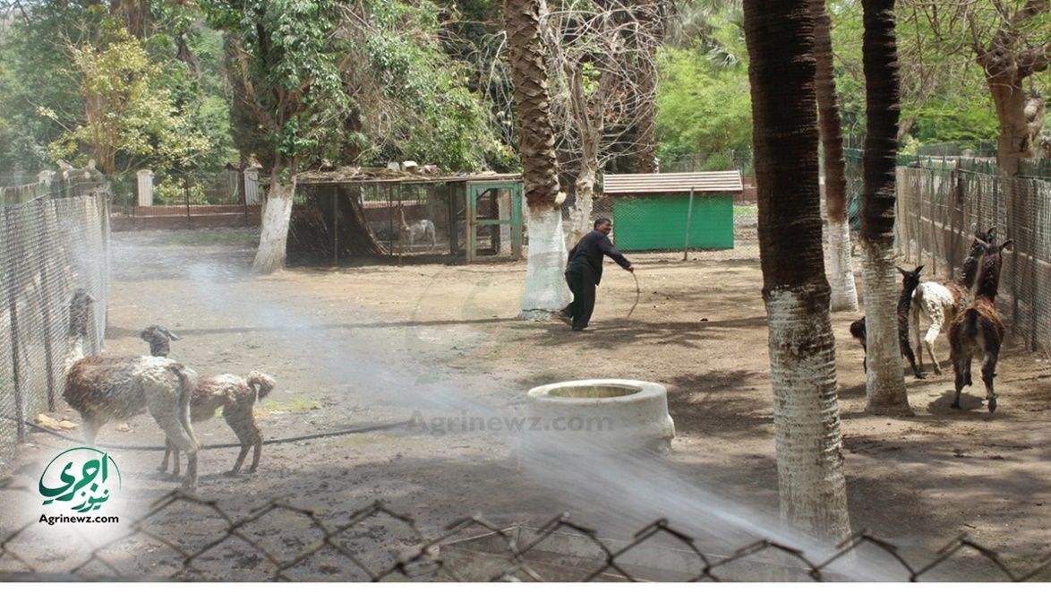 بعد حديقة حيوان الجيزة.. “الزراعة” نموذج التطوير في 7 حدائق إ…