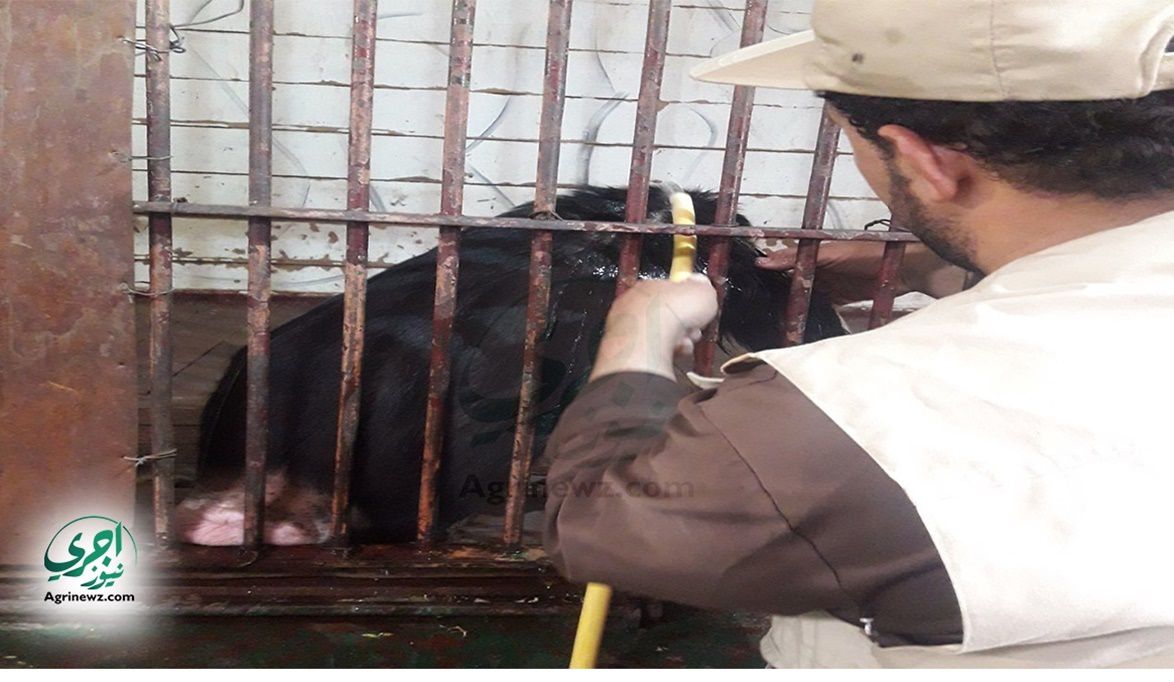 وجبات فاكهة بحديقة حيوان الجيزة لتأهيل الحيوانات استعداداً لل…