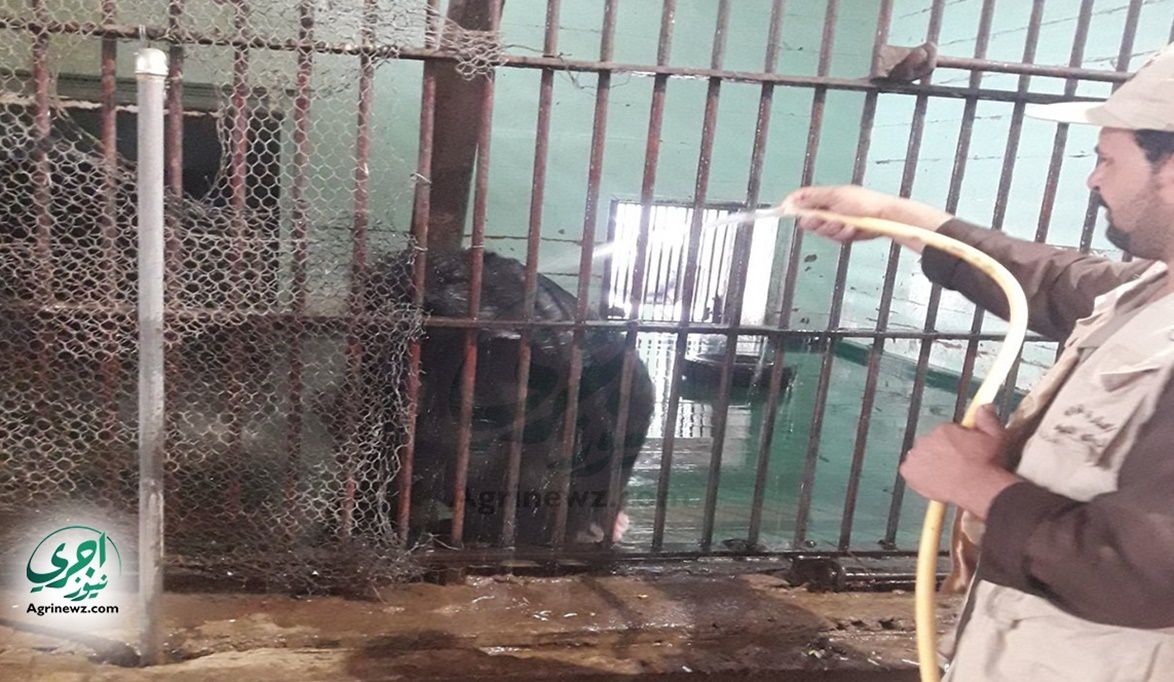 حديقة الحيوان بالجيزة تنفذ خطة تحصينات وقائية لحماية الحيوانات…