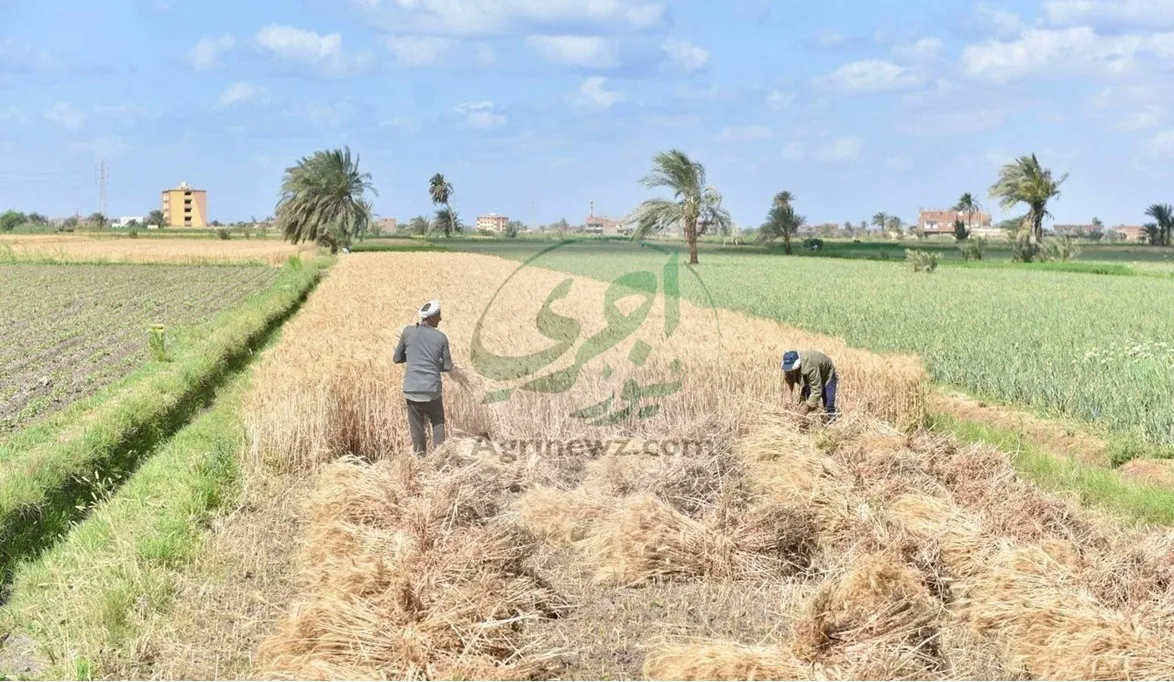 “الزراعة” تُكثف حملات القمح ضد الصقيع لا أضرار مُسجّلة حتى الآ…