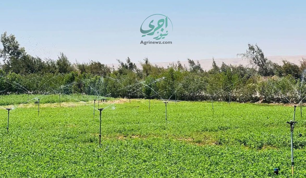 بشرى للشباب .. وزارة الزراعة تعلن الأوراق المطلوبة لتملك أراضٍ…