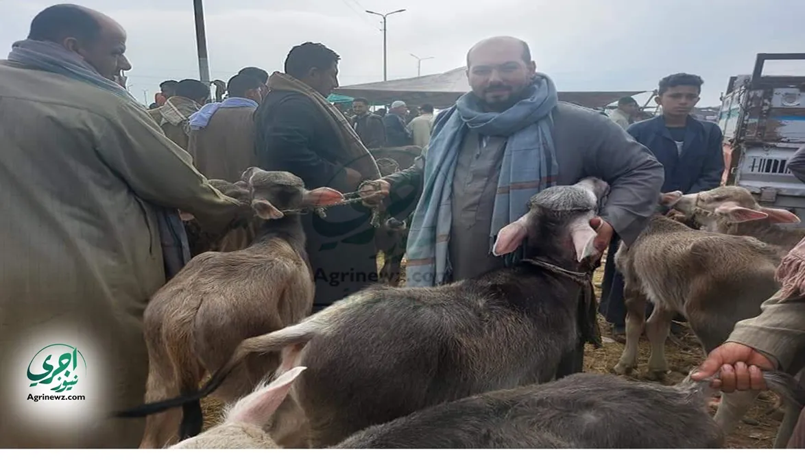 الزراعة تشرح مشروع البتلو بعجول مستوردة وخطوات كيفية الحصول…