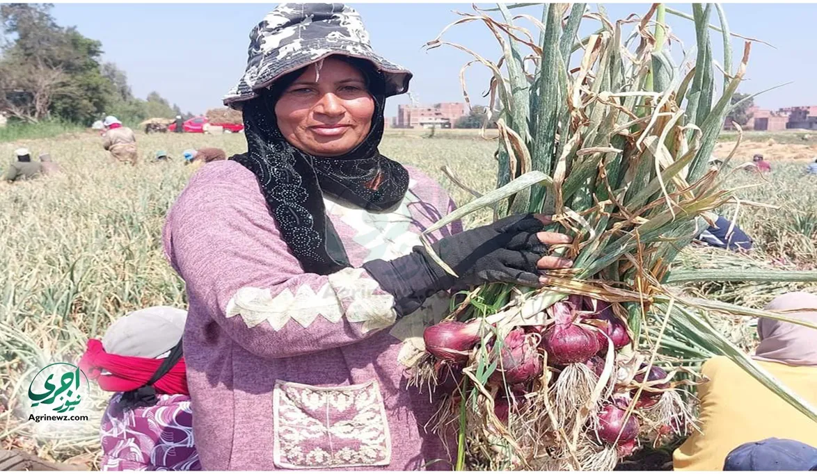 الزراعة تشرك المرأة في خطة مواجهة المبيدات المغشوشة وضبط تداول…