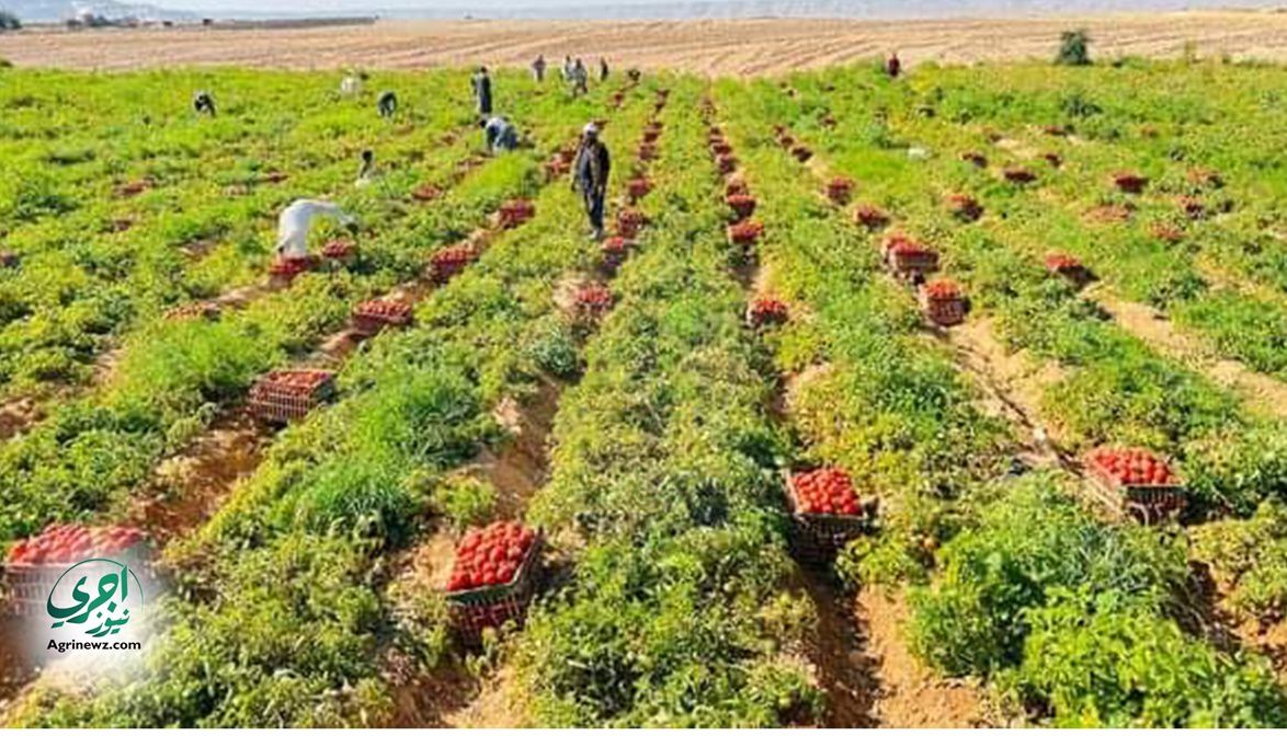 توصيات فنية لحماية الخضار .. الزراعة دعم 23 نوعًا لزيادة المعر…