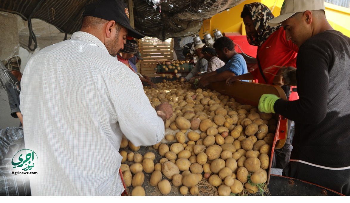 لجان فنية مكثفة بالموانئ لتسهيل رقابة الصادرات الزراعية ومنع ا…