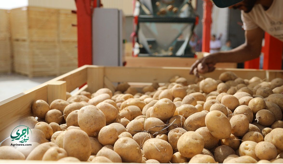 الحجر الزراعي يشدد الرقابة على موانئ التصدير لفتح أسواق عالمية…