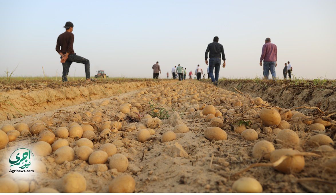 البطاطس تحتل المركز الثاني بصادرات مصر وبرامج لزيادة …