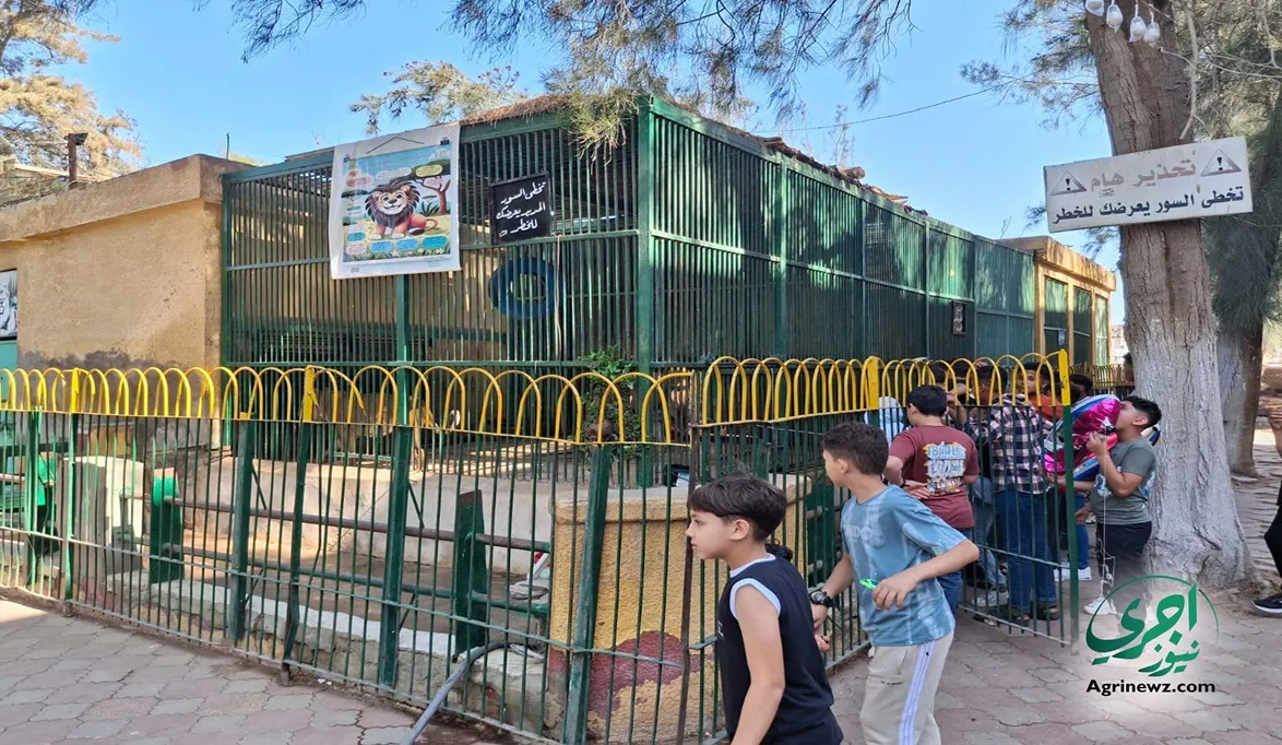 الدببة تعود لحديقة حيوان الجيزة في الافتتاح …