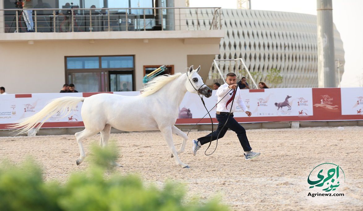 مصر تفتح طريق العالمية للخيول العربية.. نظام تسجيل إلكتروني وت…