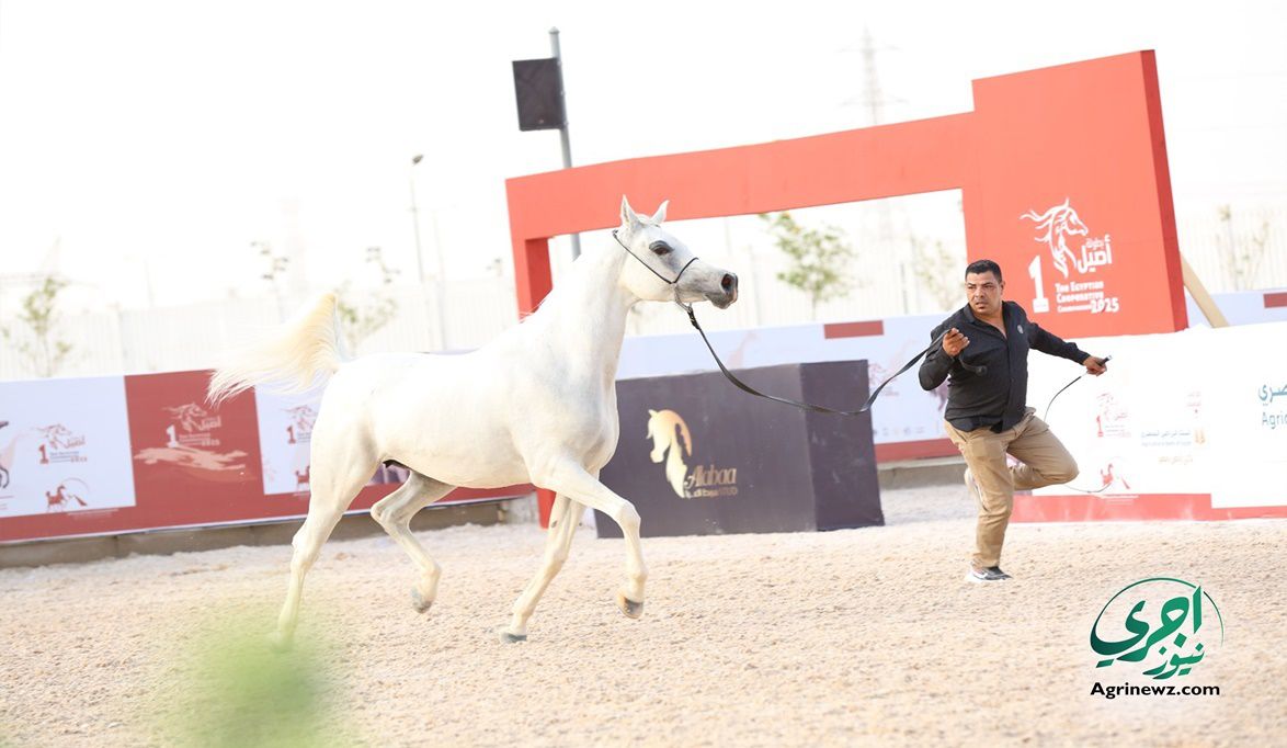 بصمة الـ DNA والجد الخامس.. إجراءات صارمة لحماية أنساب الخيول …