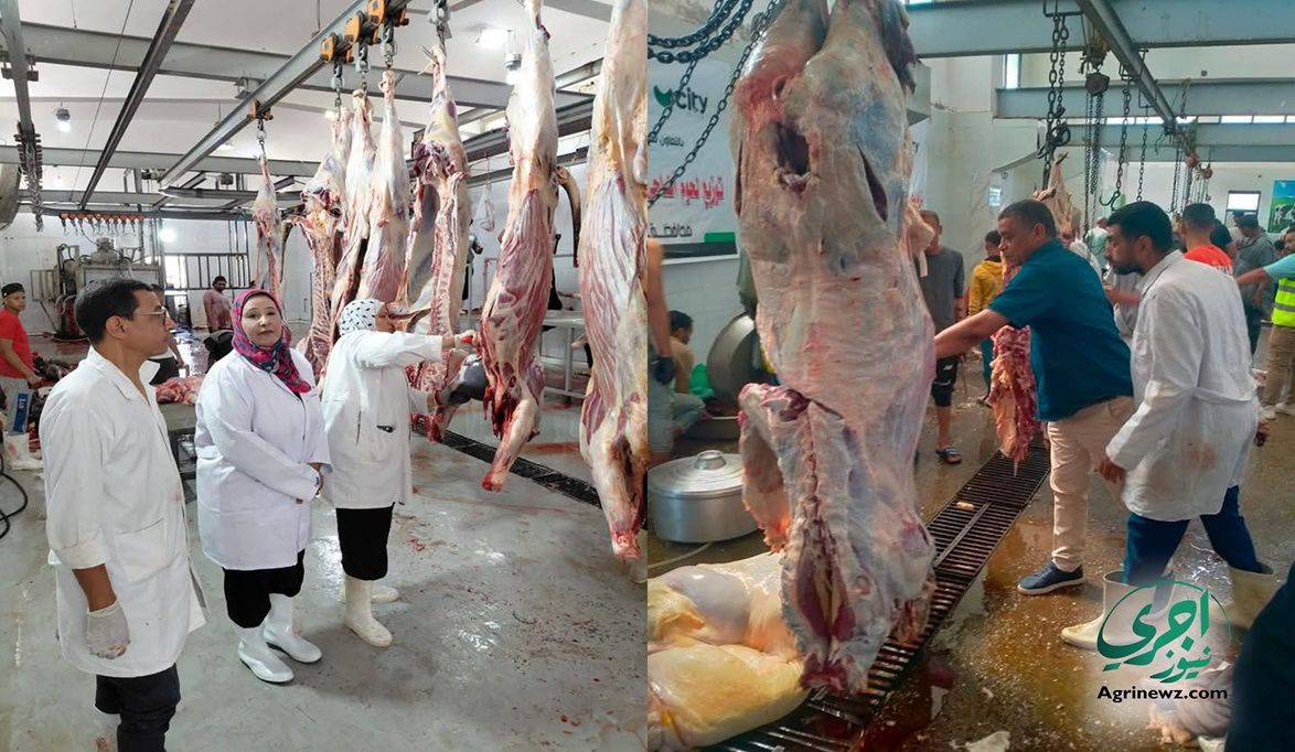 طفرة في الإنتاج الحيواني…خطوات وزارة الزراعة تدعم الاكتفاء ا…