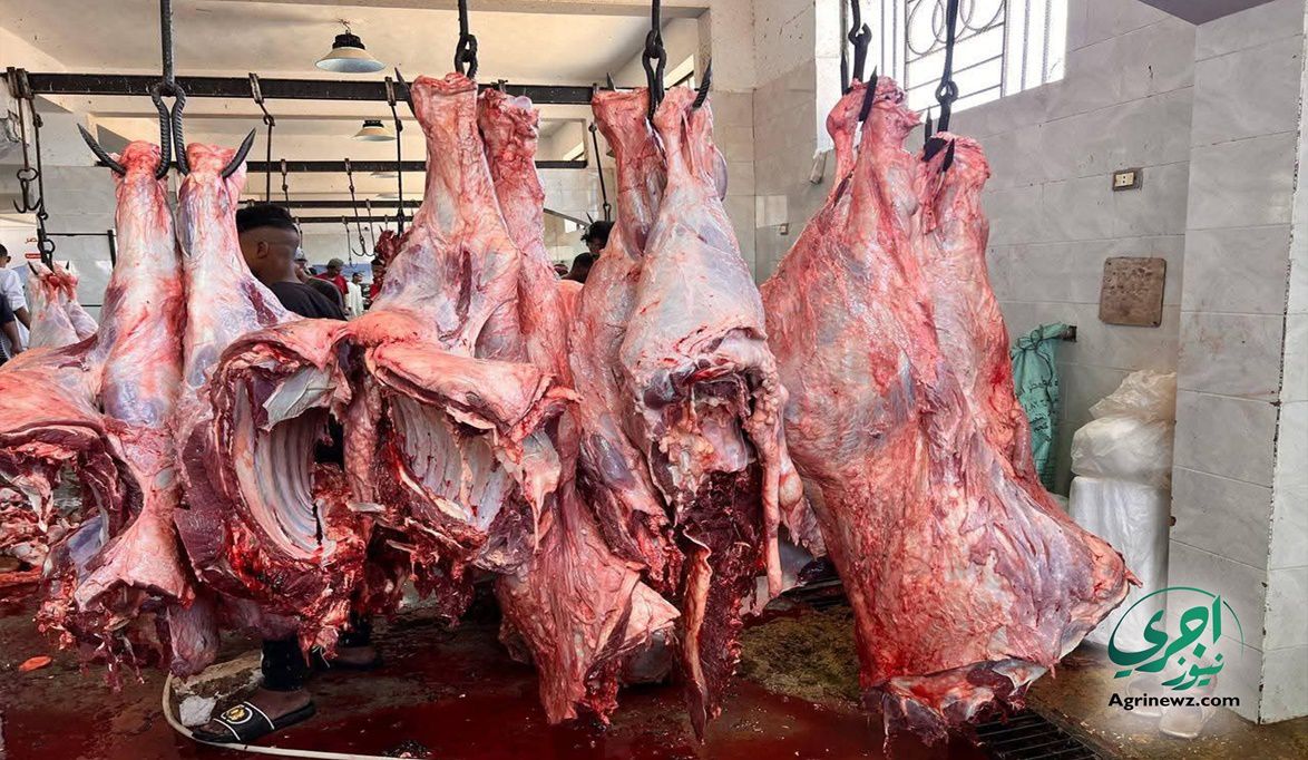 الزراعة تحذر أسعار اللحوم المنخفضة بشكل غير منطقي مؤشر للحوم…