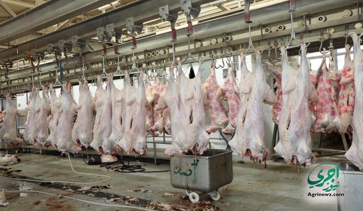 مشروع ملء الفراغات.. خطة الدولة لزيادة إنتاج مصر من اللحوم وال…