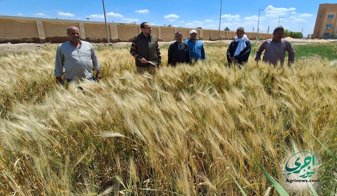 “الزراعة” تحذر مزارعي القمح من الري وقت الرياح والأمطار منعاً …