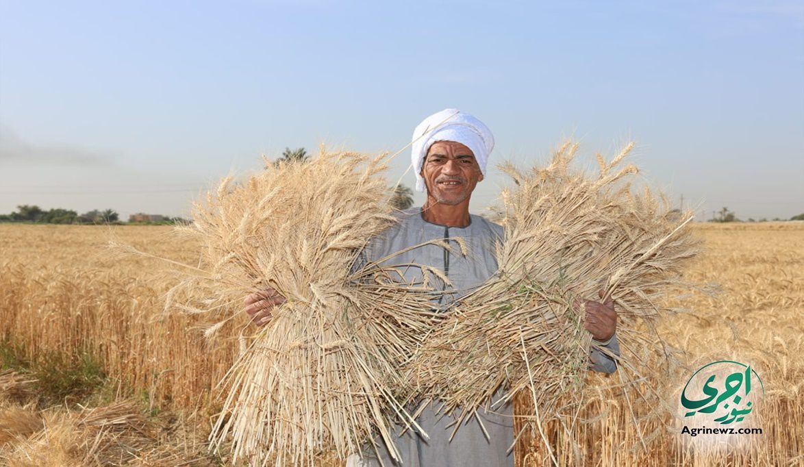 إقبال كبير على زراعة القمح والهدف 30 أرد…