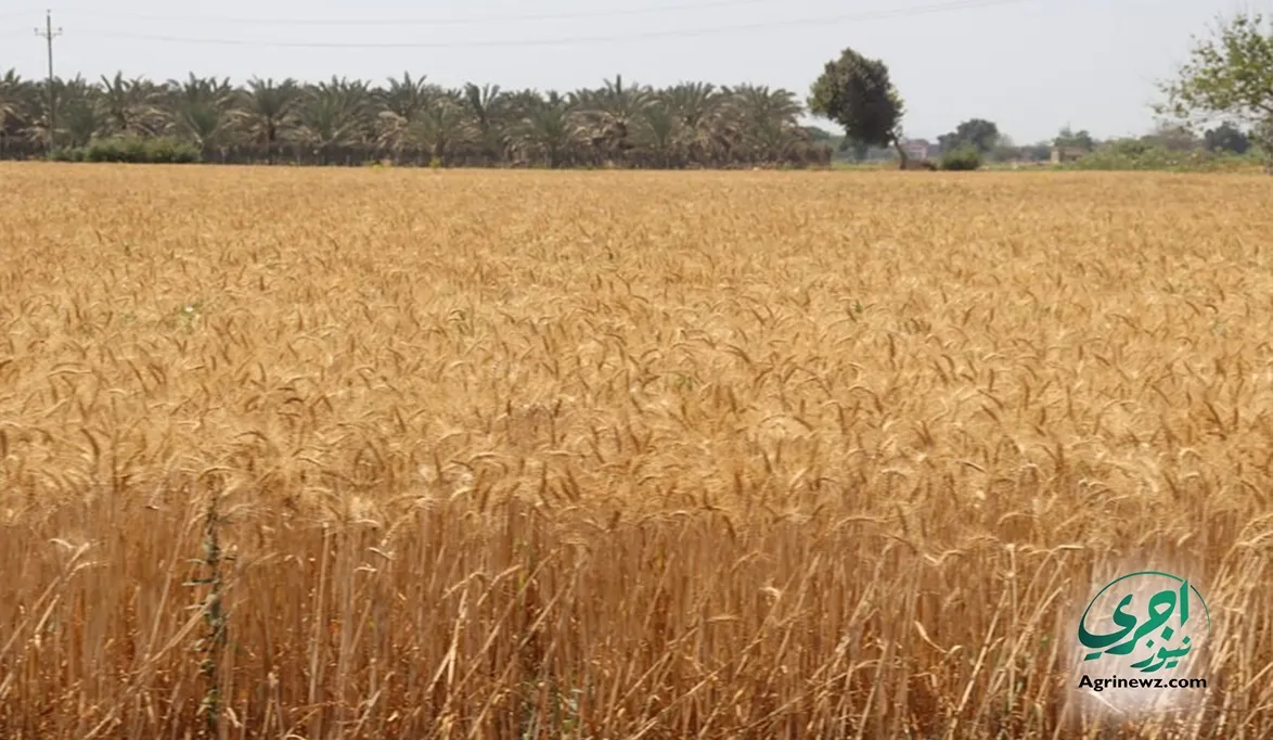 خطة الـ 3.5 مليون فدان .. 28 مديرية زراعية تستنفر لمتابعة القم…