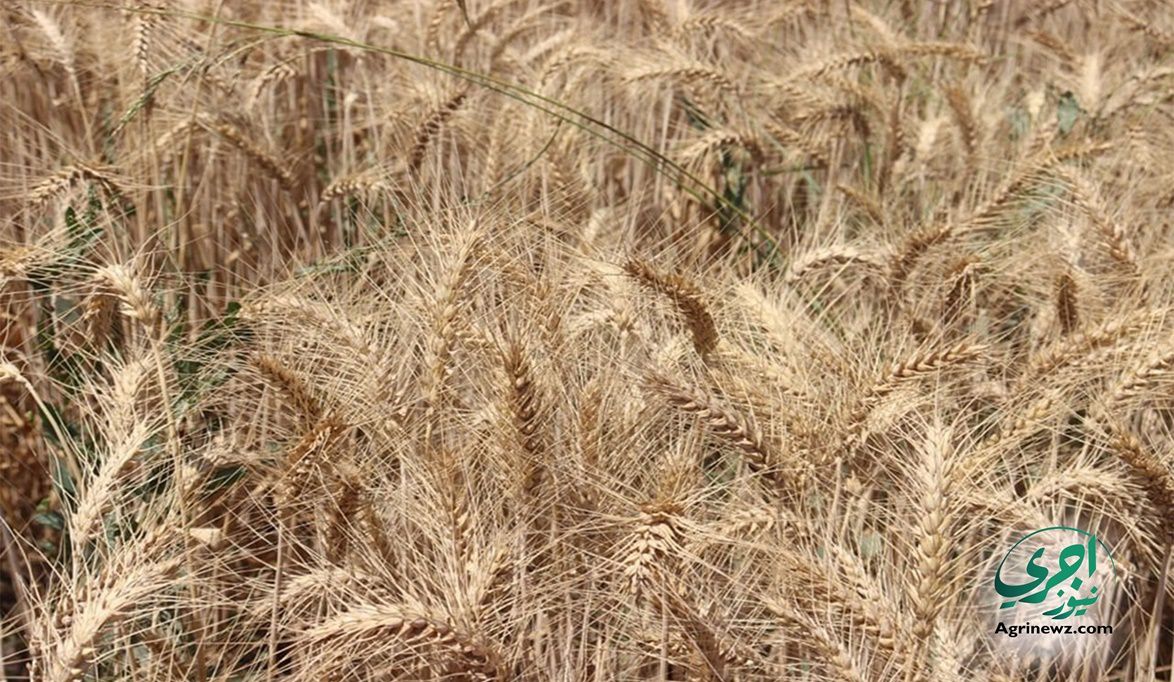 بسياسات تحفيزية وأصناف واعدة.. مصر تستهدف زراعة 3.5 مليون فدان…