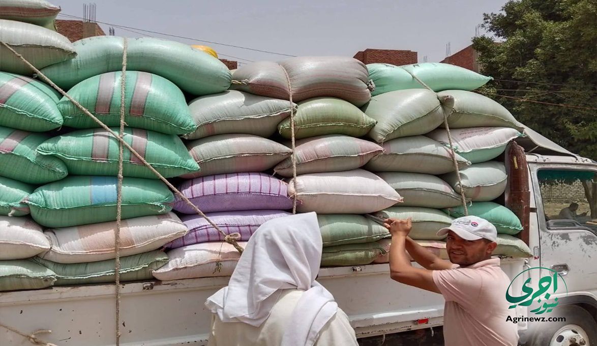 الزراعة لجان ميدانية بالمحافظات لمتابعة محصول القمح وتوعية ال…