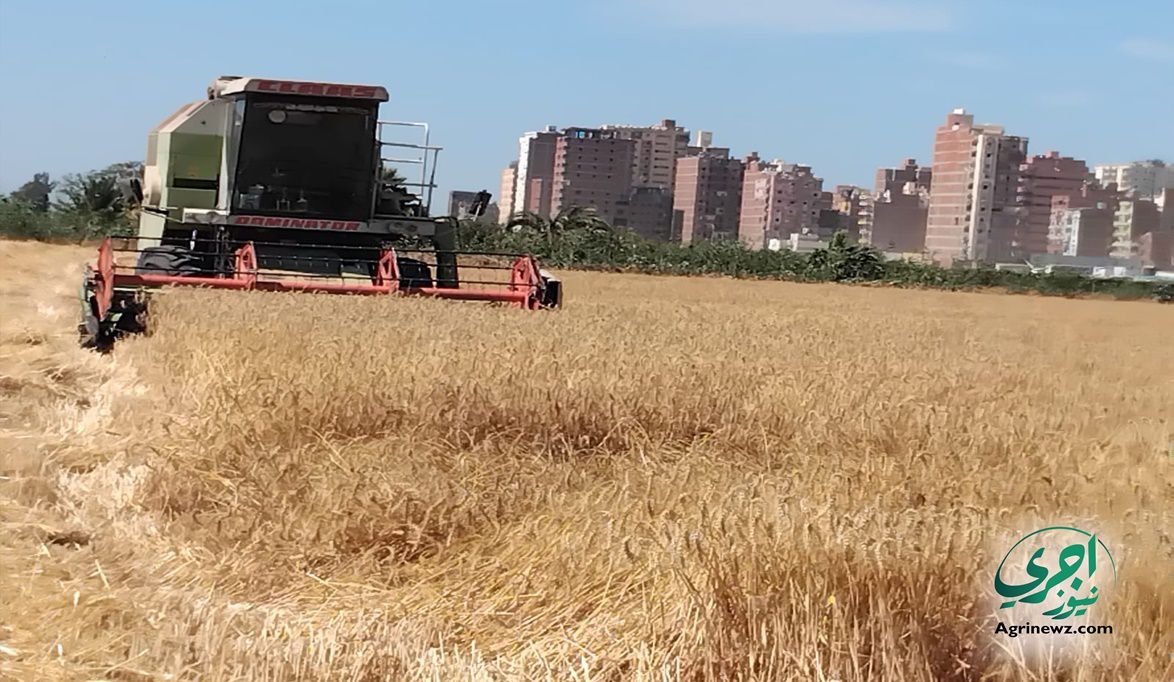 طفرة في الغيط.. الزراعة أصناف قمح جديدة تحقق إنتاجية تصل لـ 30…