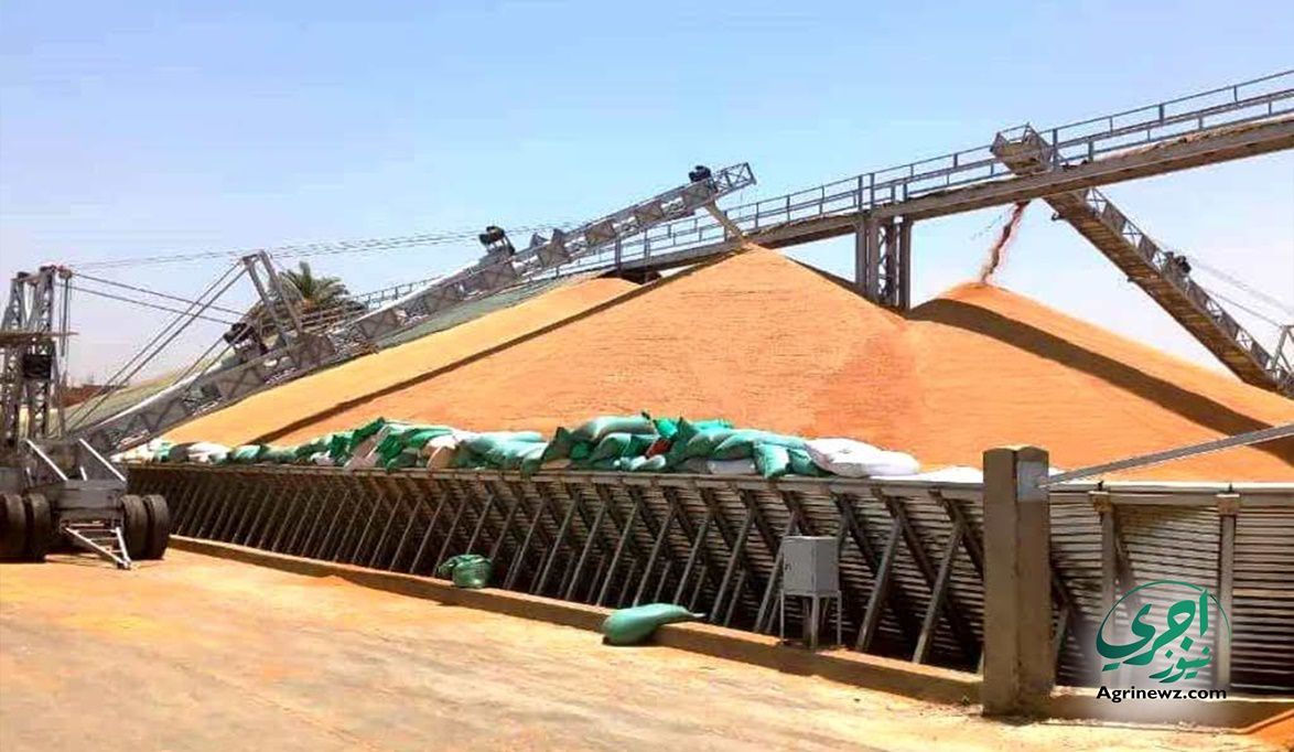 لأول مرة في تاريخ مصر تراجع واردات القمح بقيمة 25% وأربع أسباب…