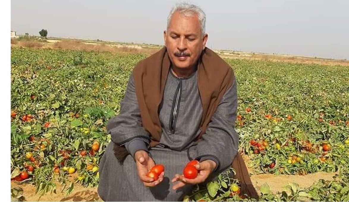 انخفاض محصول الطماطم في مصر بسبب “سوسة الأوراق” وأسعار تصل إلى…