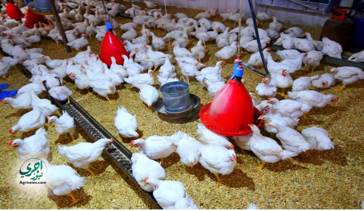 الزراعة تدعم صناعة الدواجن فتح أسواق تصديرية جديدة وضبط الأسعا…