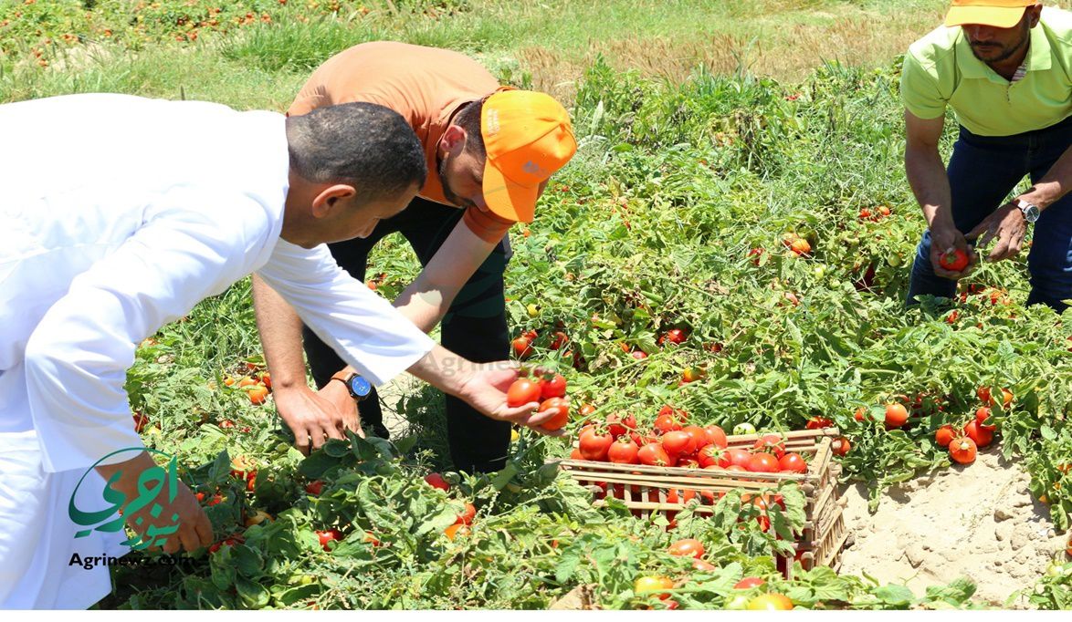 لا تتعامل مع مشاتل الطماطم غير المرخصة لزياد…