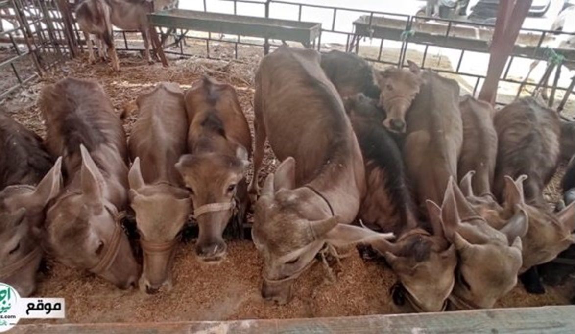 الزراعة توسيع مراكز تجميع الألبان وتشجيع وحدات التصنيع الصغيرة…