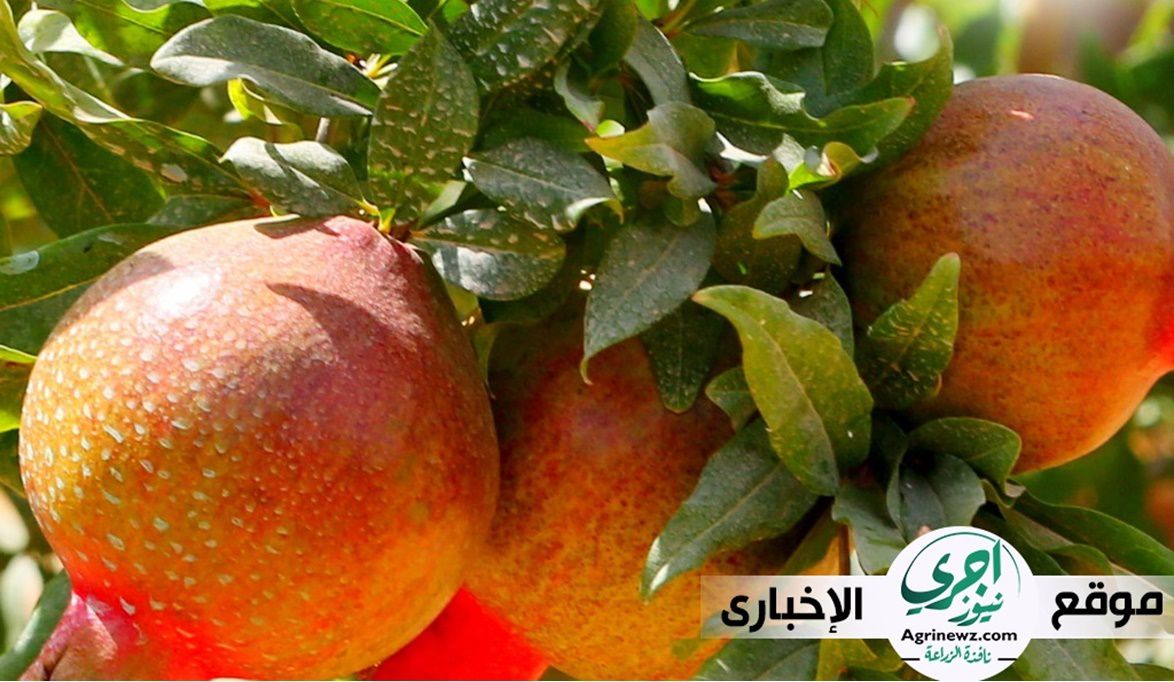 سيناء في قلب الزراعة ..من الرمان والزيتون إلى تحصين الماشية و …