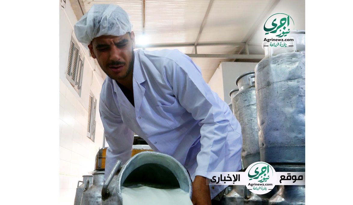 الزراعة طفرة في إنتاج الألبان بمصر ودعم حكومي لتطوير المزارع و…