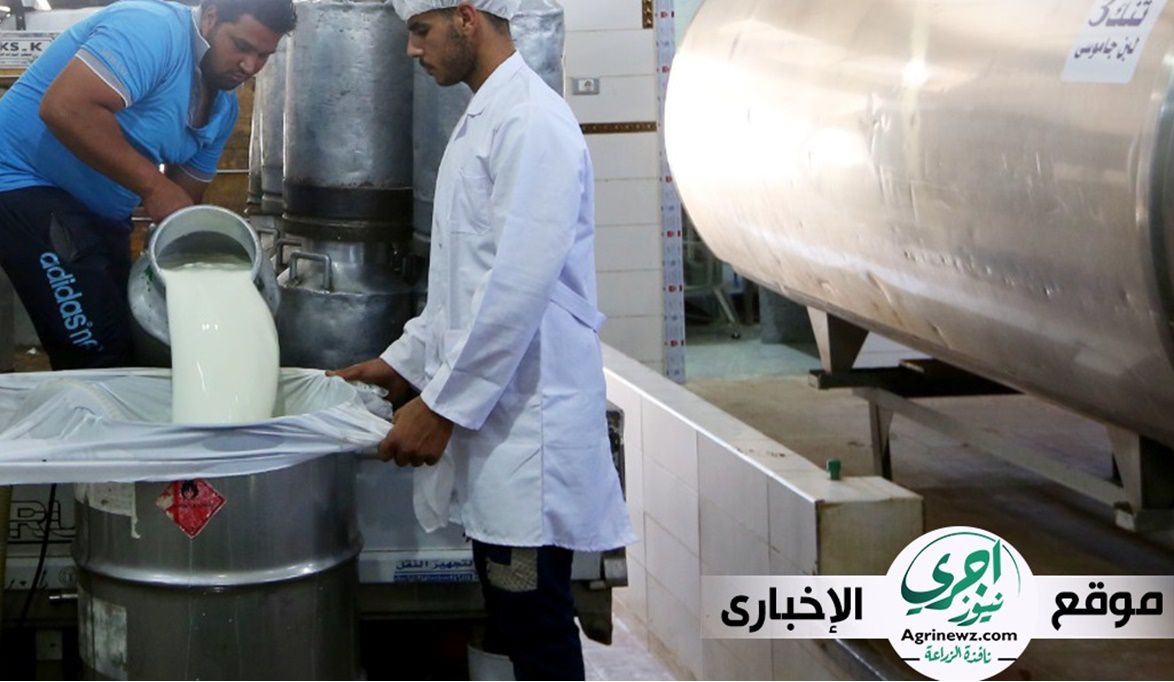 الزراعة تعلن نمو إنتاج الألبان إلى أكثر من 7 ملايين طن سنوياً…