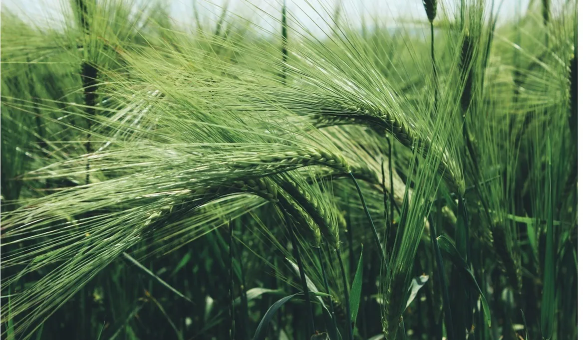 الزكاة واجبة على القمح والشعير ومقدارها حسب طريقة…