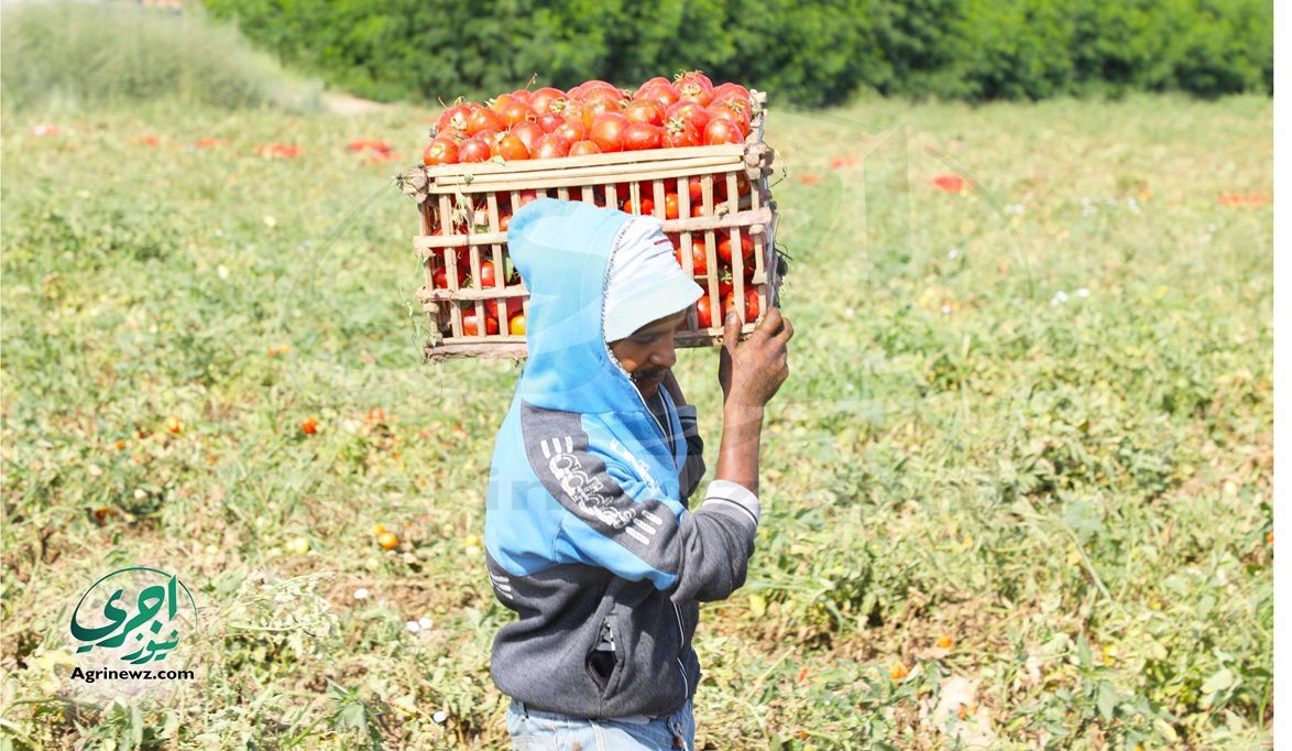 الزراعة تنشر لجانها لمتابعة الطماطم والبطاطس م…