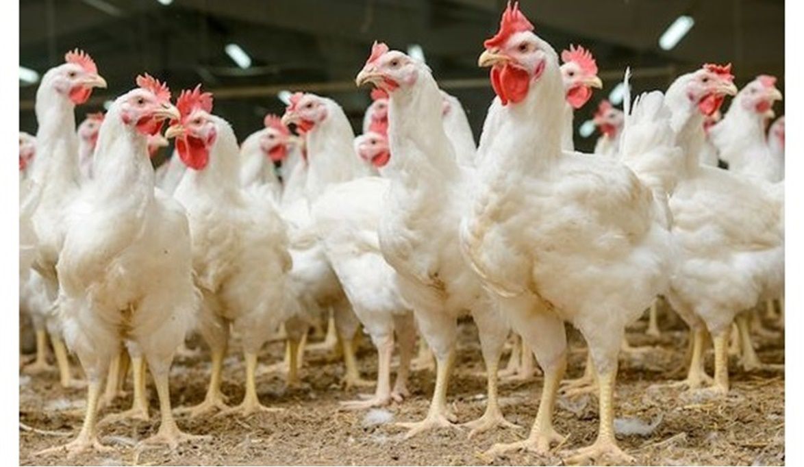 رحلة الدواجن من 1985.. كيف تتربع مصر على عرش الإنتاج بالشرق ال…