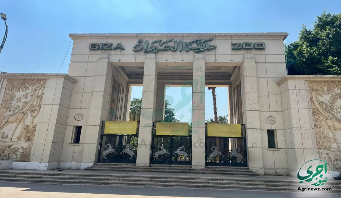 شاهد “شهد وفرح” في أول عرض مفتوح د…