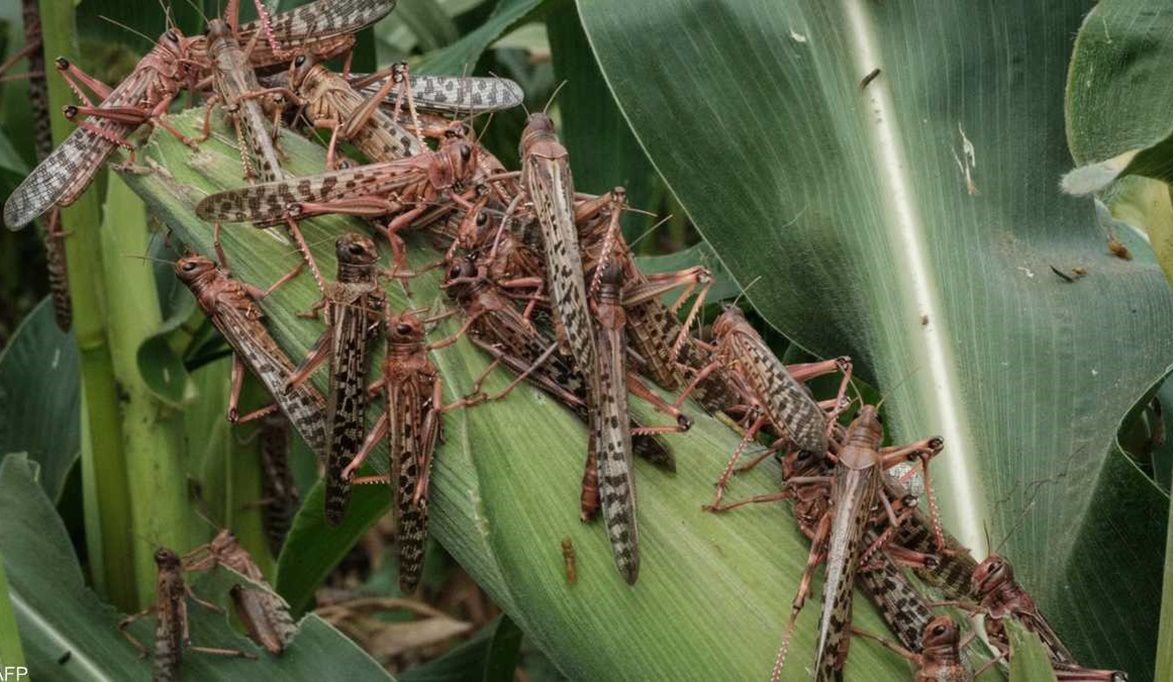 تأمين الإنتاج الزراعي.. الزراعة لجان متخصصة لمكافحة حوريات ال…