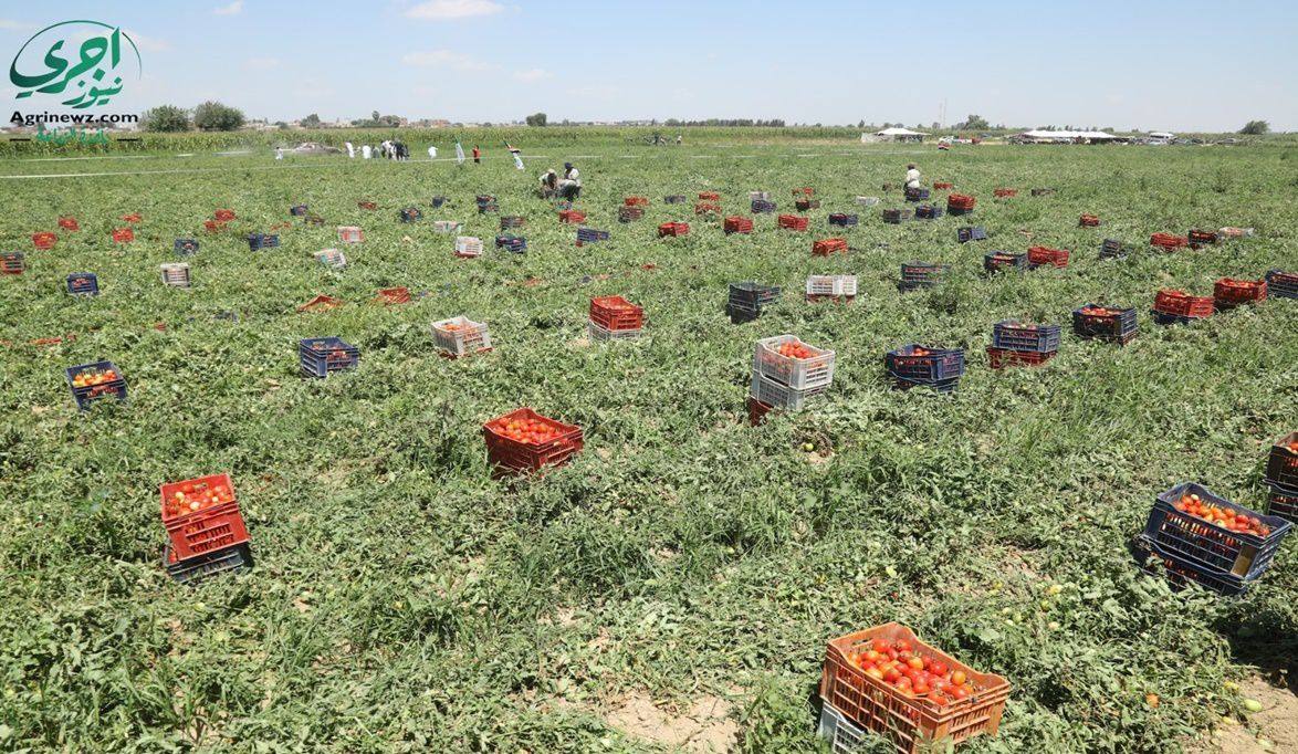 الزراعة اعتماد 112 ألف صوبة خضار .. وتسهيلات لمنح التراخيص لز…