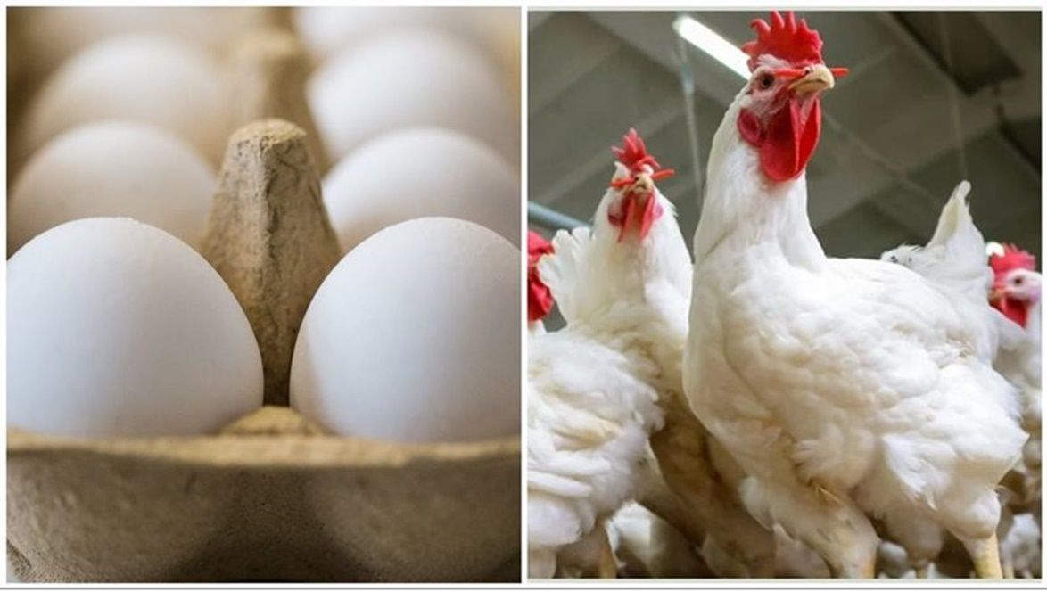 الزراعة تكشف حجم صناعة الدواجن في مصر : استثمارات 200 مليار جن…