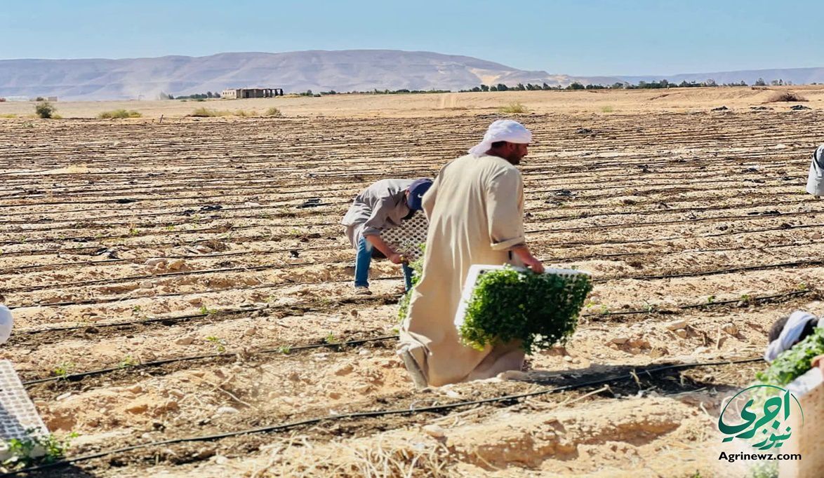 دليل الاستثمار الزراعي.. خطوات الحصول على أرض من شركة الريف ال…