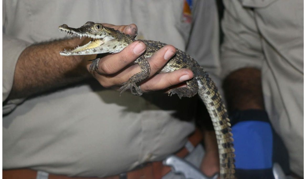 تماسيح مصرف بلبيس صغيرة الحجم وسهل السي…