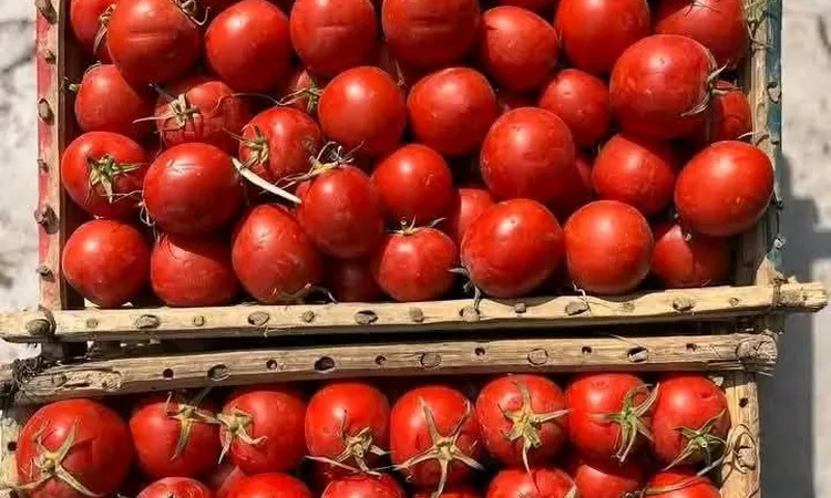 نقيب الفلاحين: سعر الطماطم هيوصل لـ 15 جنيهًا.. والزيادة مستمرة لعيد الفطر