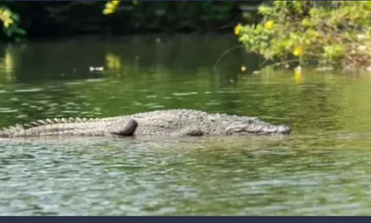 مفاجأة غير متوقعة بشأن “تماسيح الزوامل”.. وإنذار عاجل من “بيطري الشرقية” للأهالي
