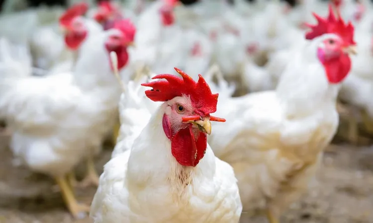 الغرف التجارية تطمئن المواطنين: الدواجن سليمة ومحدش يقلق